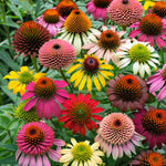 Double Mix Coneflower Seeds Echinacea Perennial Flower Seed Flowers US SELLE heirloom non-gmo seeds