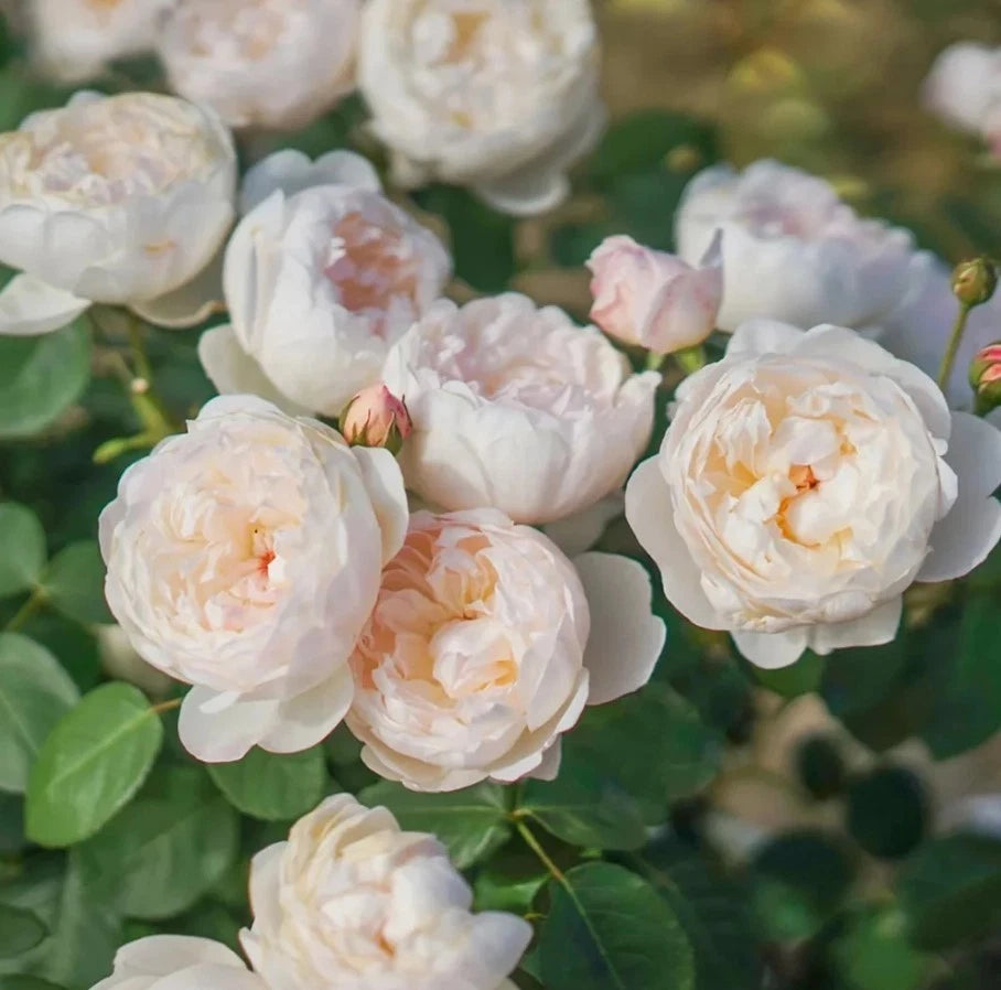 AUSlevel White Rose Seeds - Seeds - Rose Flower Gardening – Heirloom, Non-GMO, High Germination Organic Garden Seeds