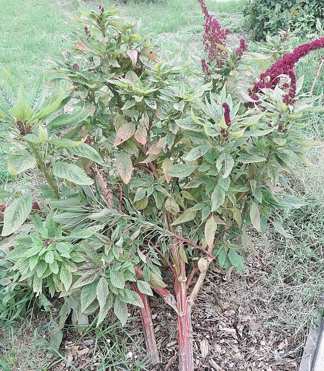 Amaranthus gangeticus Elephant Head Amaranth Seeds – Heirloom, Non-GMO, High Germination Organic Garden Seeds