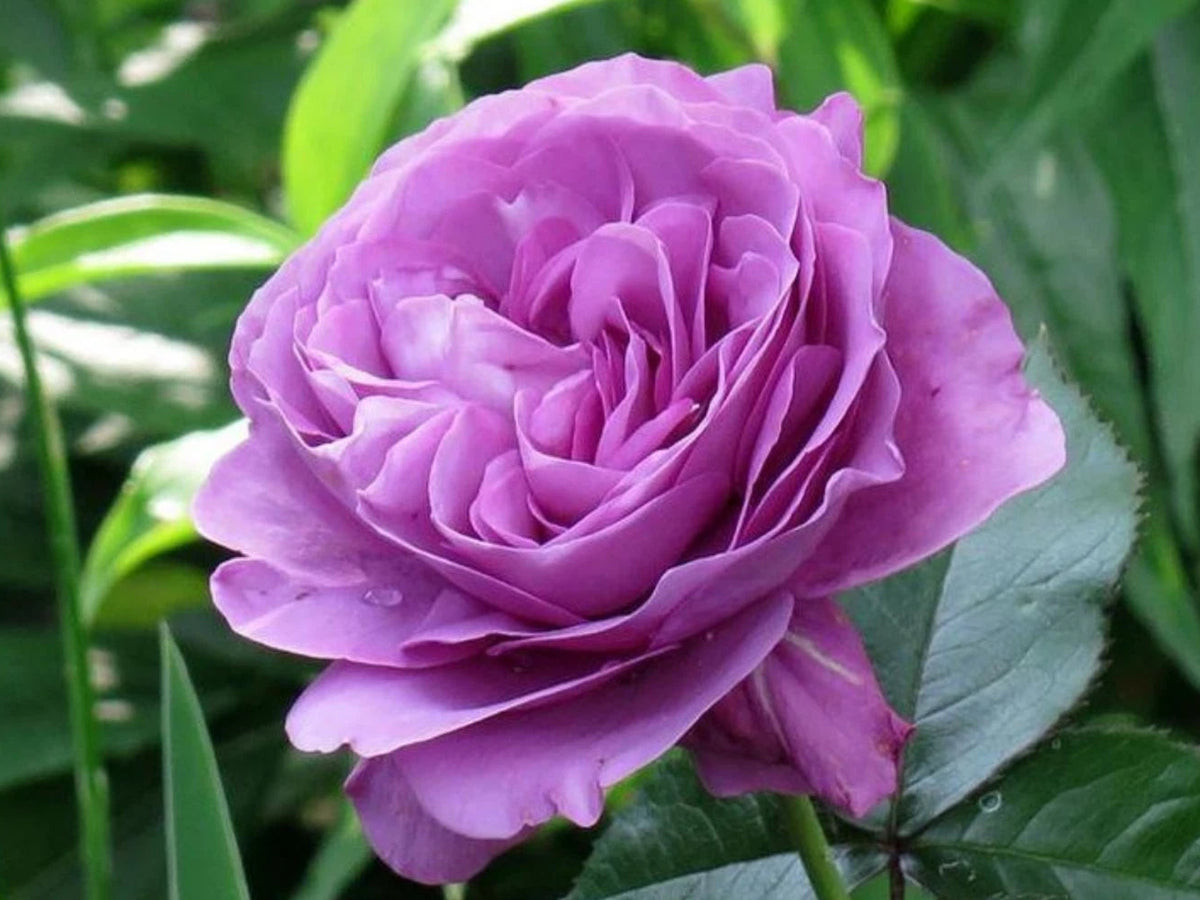 Plum Perfect Floribunda Perennial Rose Seeds – Heirloom, Non-GMO, High Germination Organic Garden Seeds