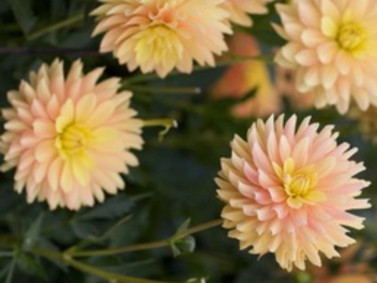 Candlelight Dahlia Perennial Seeds D025 – Heirloom, Non-GMO, High Germination Organic Garden Seeds