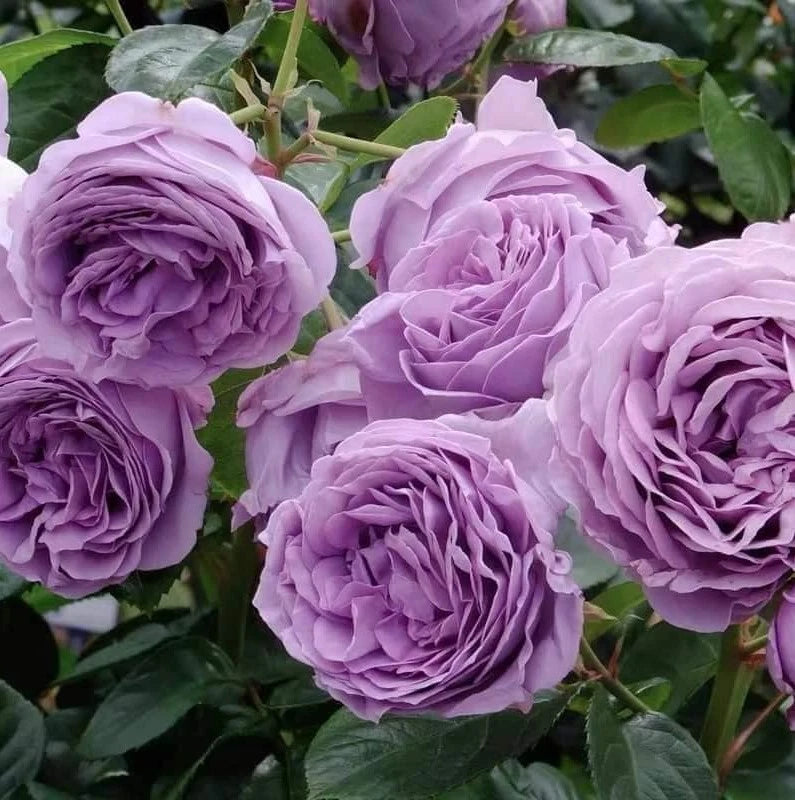 Purple Blue Storm Rose Seeds - Seeds - Rose Flower Gardening heirloom non-GMO seeds