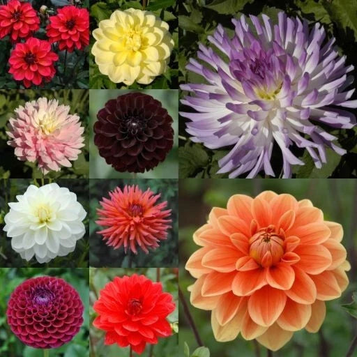 Seeds Cut Collection Dahlia Perennial Seeds D040 – Heirloom, Non-GMO, High Germination Organic Garden Seeds