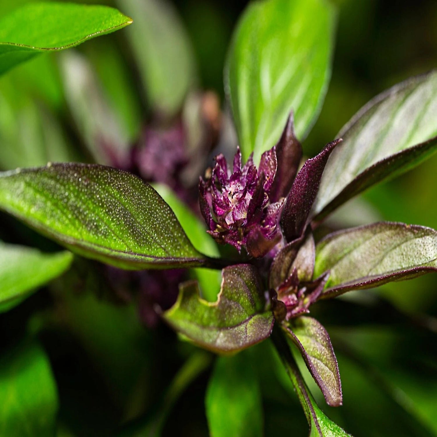 THAI BASIL SEEDS from Saipan Rare Herb Garden Plant – Heirloom, Non-GMO, High Germination Organic Garden Seeds