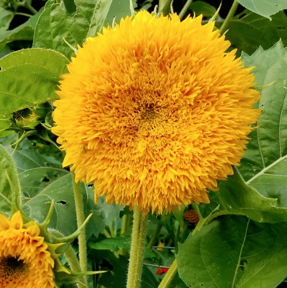 Tall Teddy Bear Sunflower Seeds Giant Sungold Big Gold Sun Flower Seed Helianthus annuus heirloom non-gmo seeds