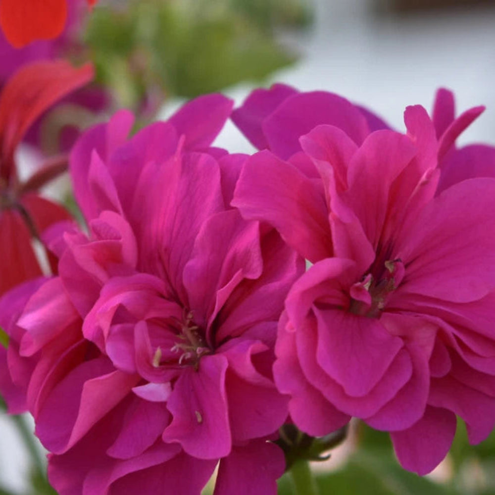 Geranium Seeds Berry Quartz Fragrant Fresh Flower Seeds heirloom non-GMO seeds