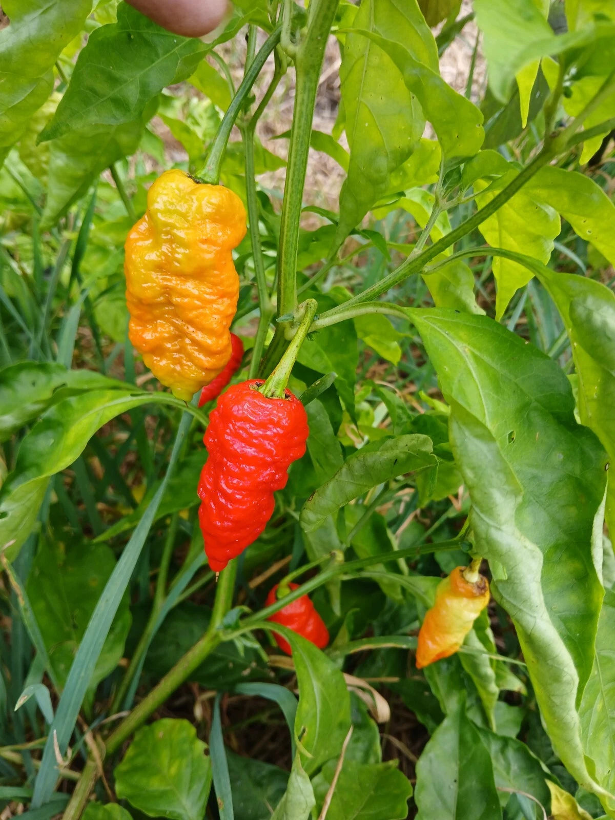 Death Spiral pepper seeds Shipping – Heirloom, Non-GMO, High Germination Organic Garden Seeds