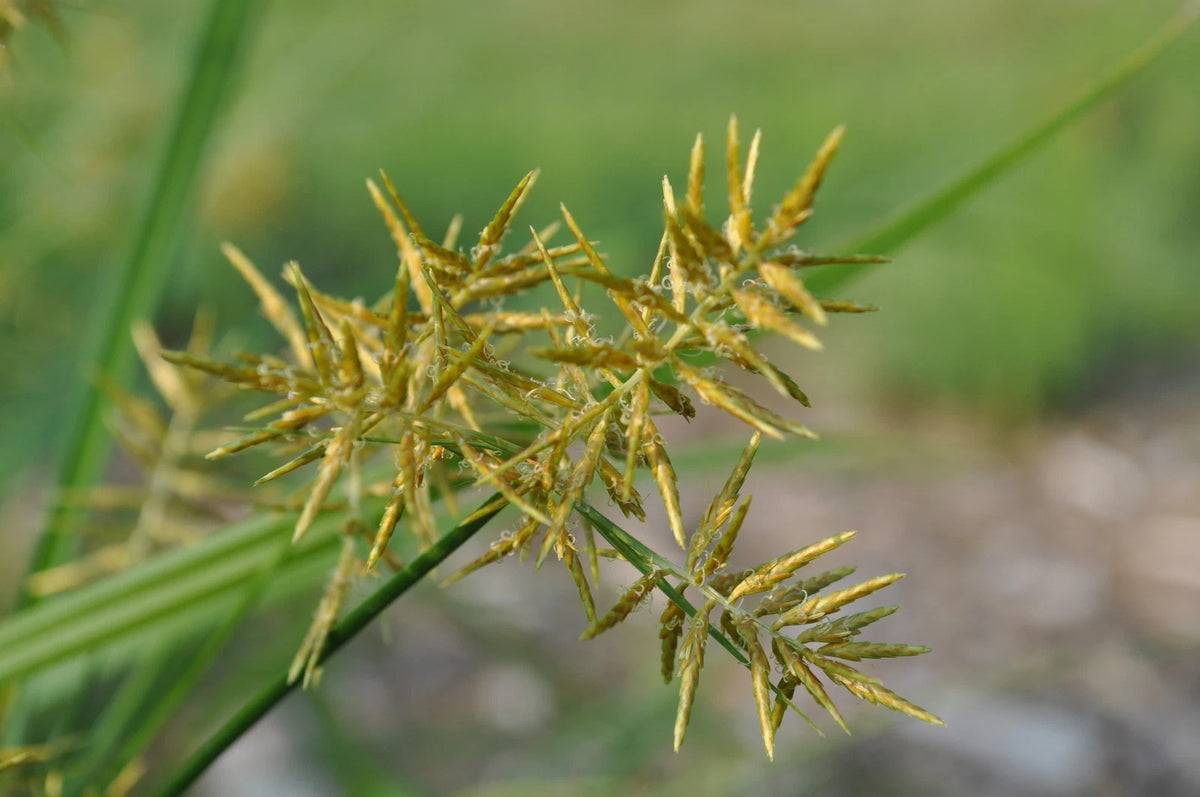 CYPERUS ESCULENTUS Seeds Tiger Nut shipping Perennial – Heirloom, Non-GMO, High Germination Organic Garden Seeds