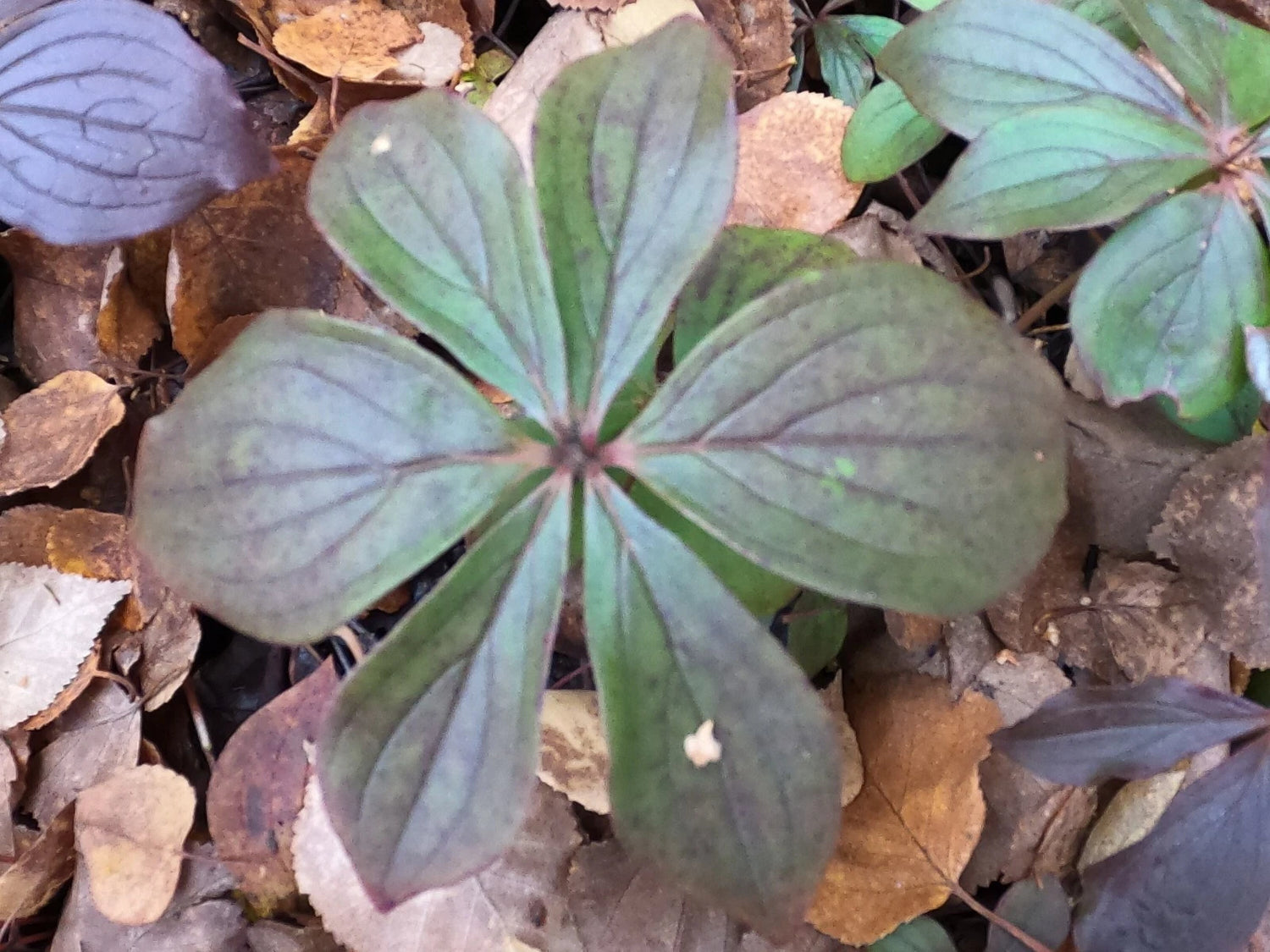 Bunchberry Cornus Canadensis Alaska Wild Harvest Seeds – Heirloom, Non-GMO, High Germination Organic Garden Seeds