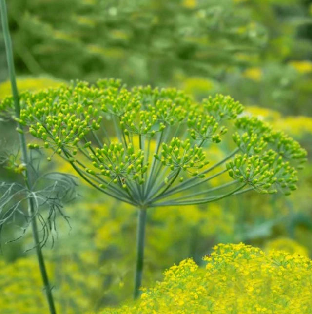 DILL LONG ISLAND MAMMOTH Herb PIckling Butterfly Host Plant Seeds heirloom non-gmo seeds