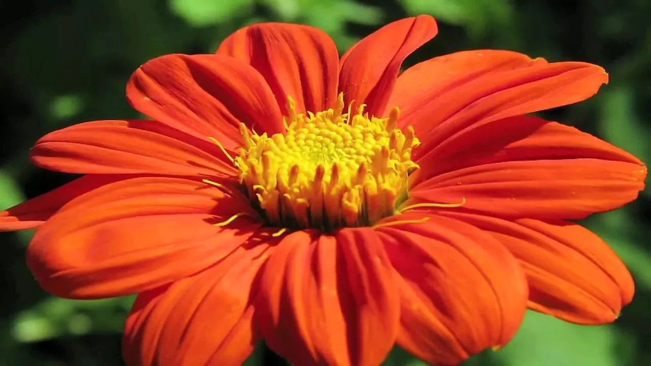 MEXICAN TORCH SUNFLOWER SEEDS - Bees Butterflies Hummingbirds Helianthus annuus heirloom non-GMO seeds