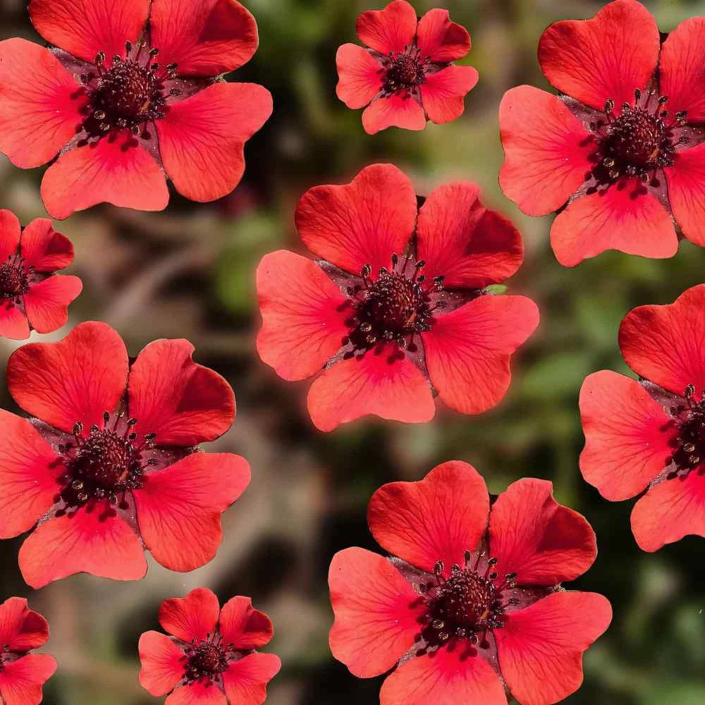 SCARLET CINQUEFOIL Perennial Pollinators Bees Hummingbirds RED Flower Seeds – Heirloom, Non-GMO, High Germination Organic Garden Seeds