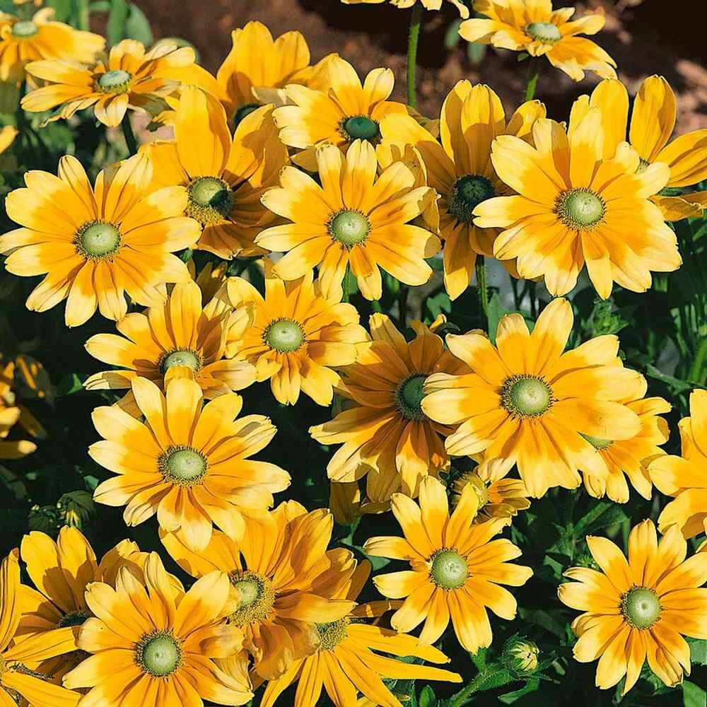 Rudbeckia Hirta Seeds - Green Eyes Wildflower Attracts Pollinators - T Various Wildflower Species heirloom non-GMO seeds