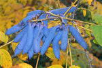 Blue Sausage Fruit Decaisnea fargesii Shrub Seeds Fall Color Edible heirloom non-gmo seeds