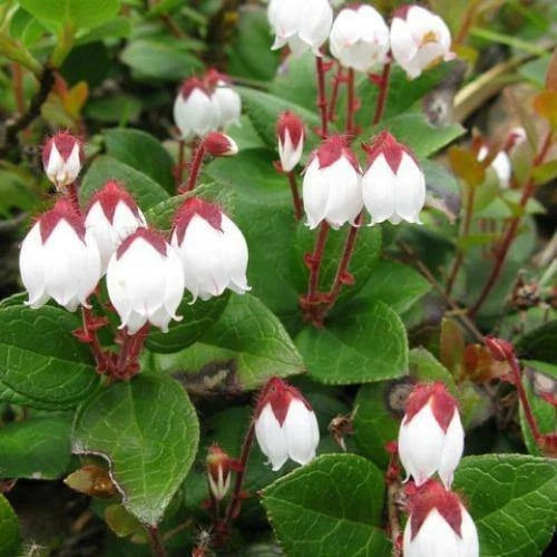 Gaultheria procumbens American Wintergreen Eastern Teaberry Seeds heirloom non-gmo seeds