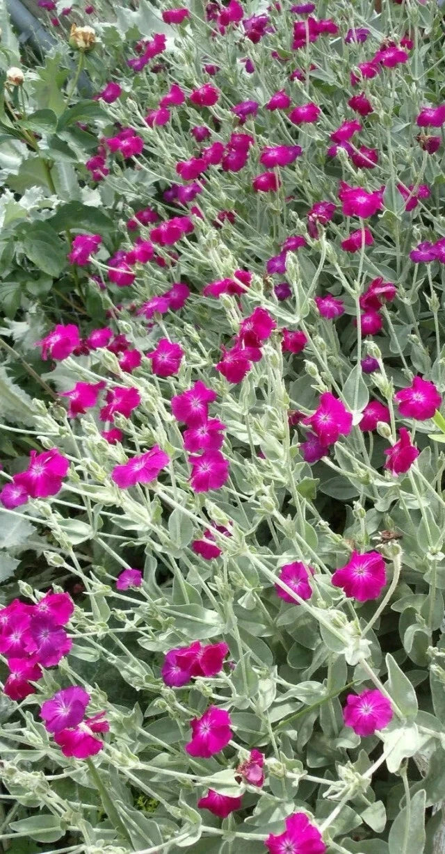 Purple-Rose Campion Perennial Vibrant Deep Color & Constant Flowering Seeds – Heirloom, Non-GMO, High Germination Organic Garden Seeds