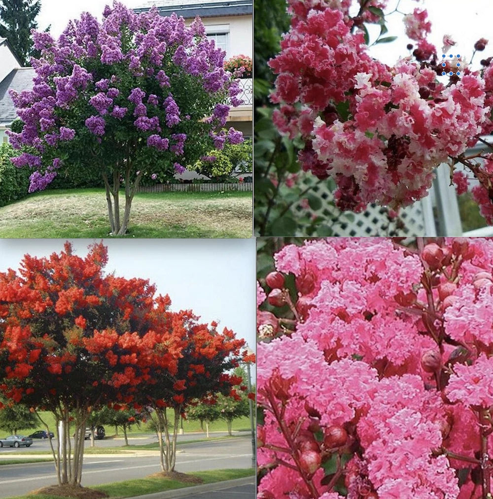 CRAPE CREPE MYRTLE flowering bloom tree bush rare exotic plant garden heirloom non-gmo seeds