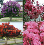 CRAPE CREPE MYRTLE flowering bloom tree bush rare exotic plant garden heirloom non-gmo seeds