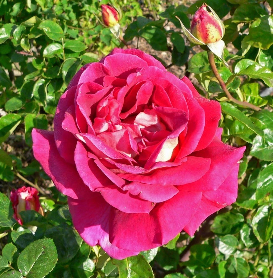 Flaming Peace Rose Seeds - Seeds - Rose Flower Gardening – Heirloom, Non-GMO, High Germination Organic Garden Seeds