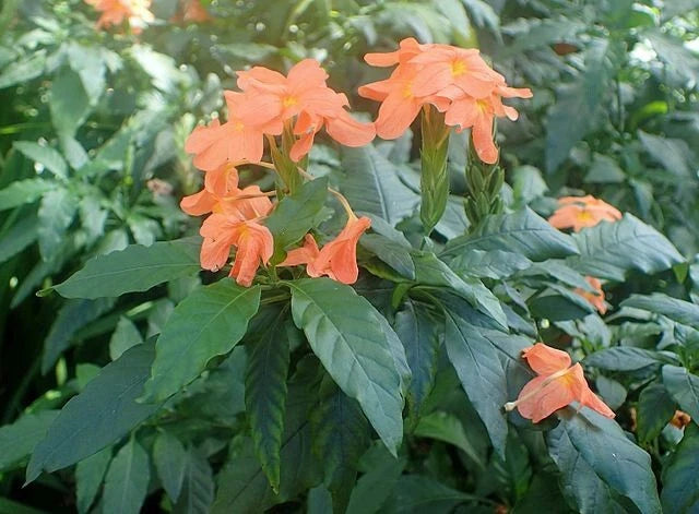 Crossandra infundibuliformis Orange Firecracker Flower Seeds heirloom non-GMO seeds