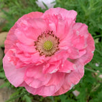Bright Pink Poppy Seeds Double Bloom Papaver for Garden Display Papaver sp. heirloom non-gmo seeds