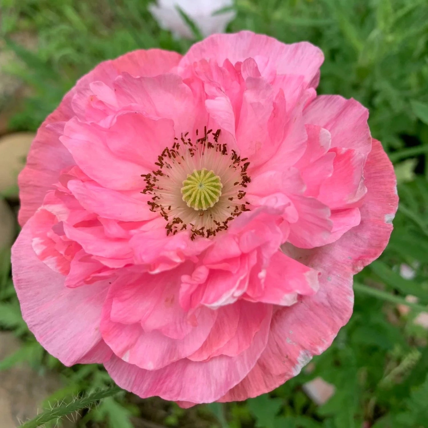 Bright Pink Poppy Seeds Double Bloom Papaver for Garden Display Papaver sp. heirloom non-gmo seeds