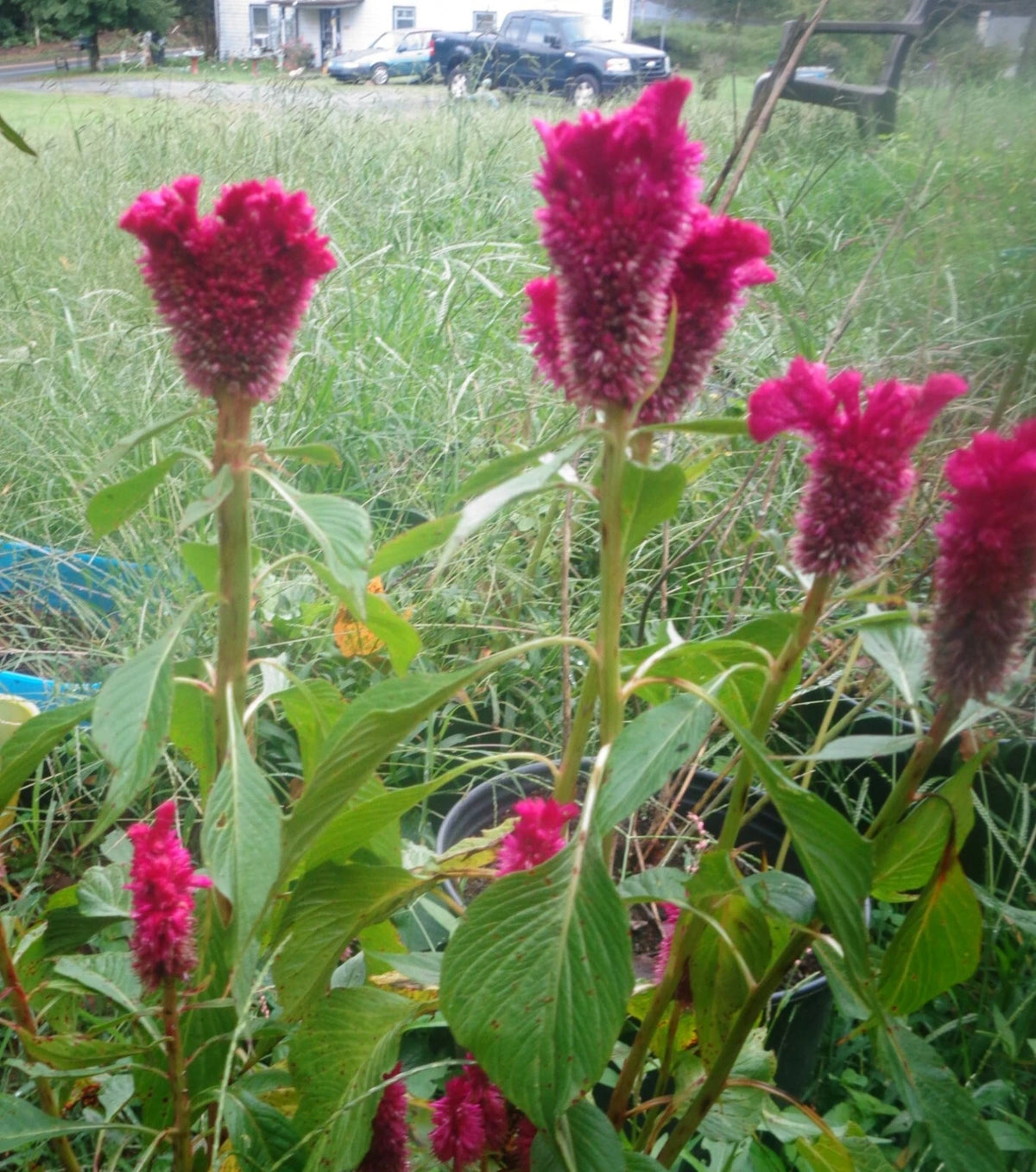 Cockscomb Celosia Cristate Seeds MIXED TYPES & COLORS SEEDS heirloom non-gmo seeds