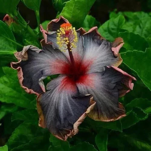 Black Pink Purple Hibiscus Seeds Perennial Flower Flowers Seed Bloom – Heirloom, Non-GMO, High Germination Organic Garden Seeds