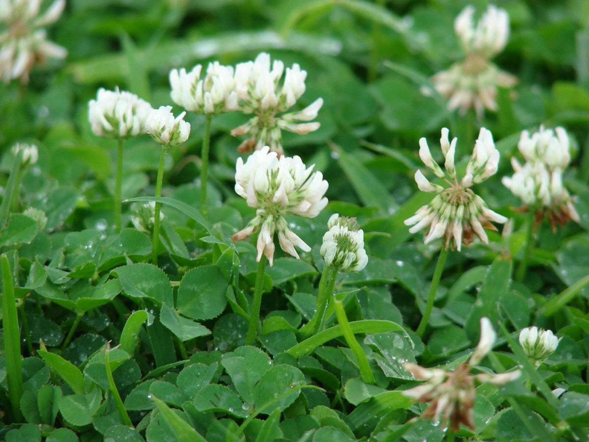 Dutch White Clover Cover Seeds heirloom non-gmo seeds