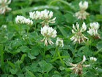 Dutch White Clover Cover Seeds heirloom non-gmo seeds