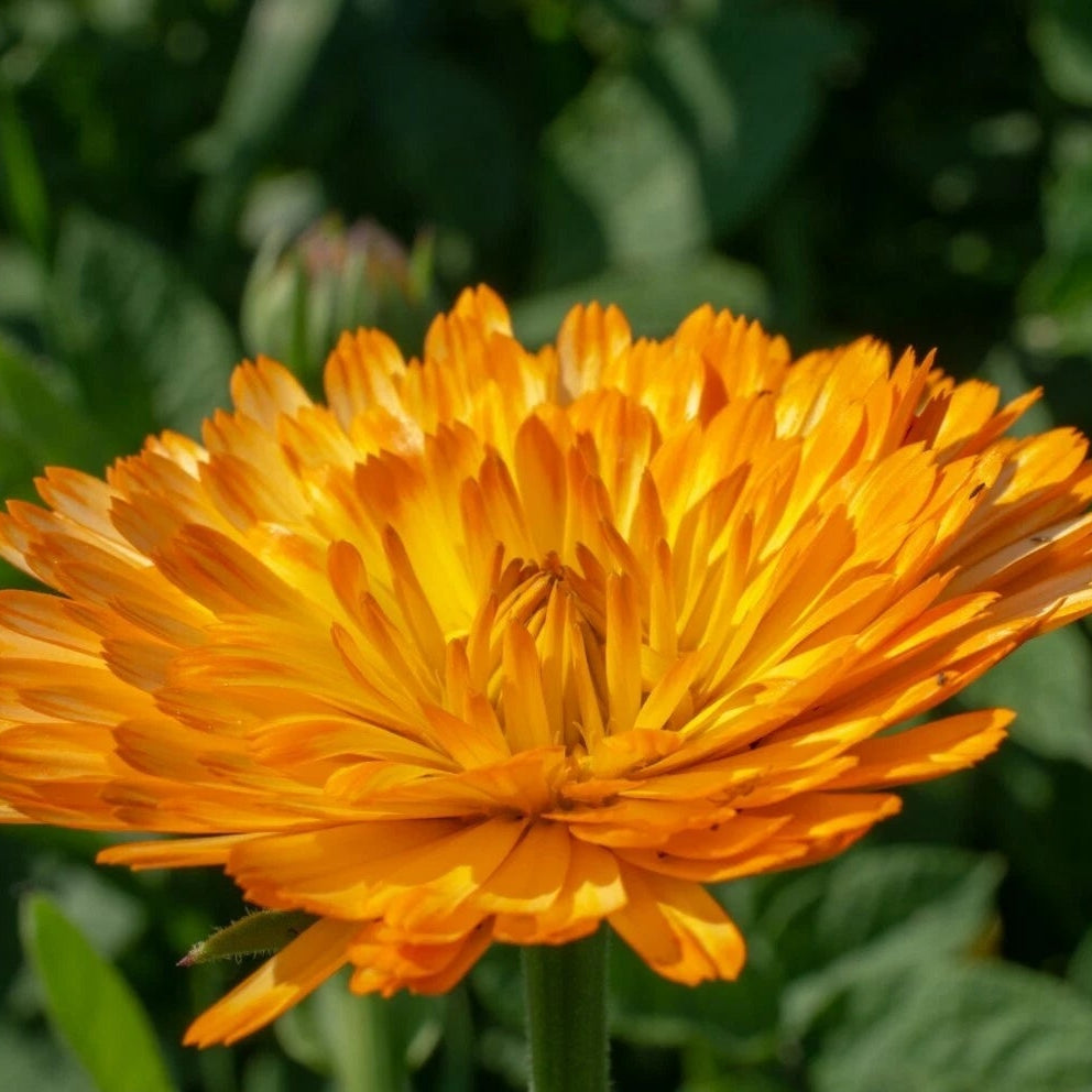Calendula Orange King - Seeds - Medicinal & Pollinator Friendly Flower – Heirloom, Non-GMO, High Germination Organic Garden Seeds