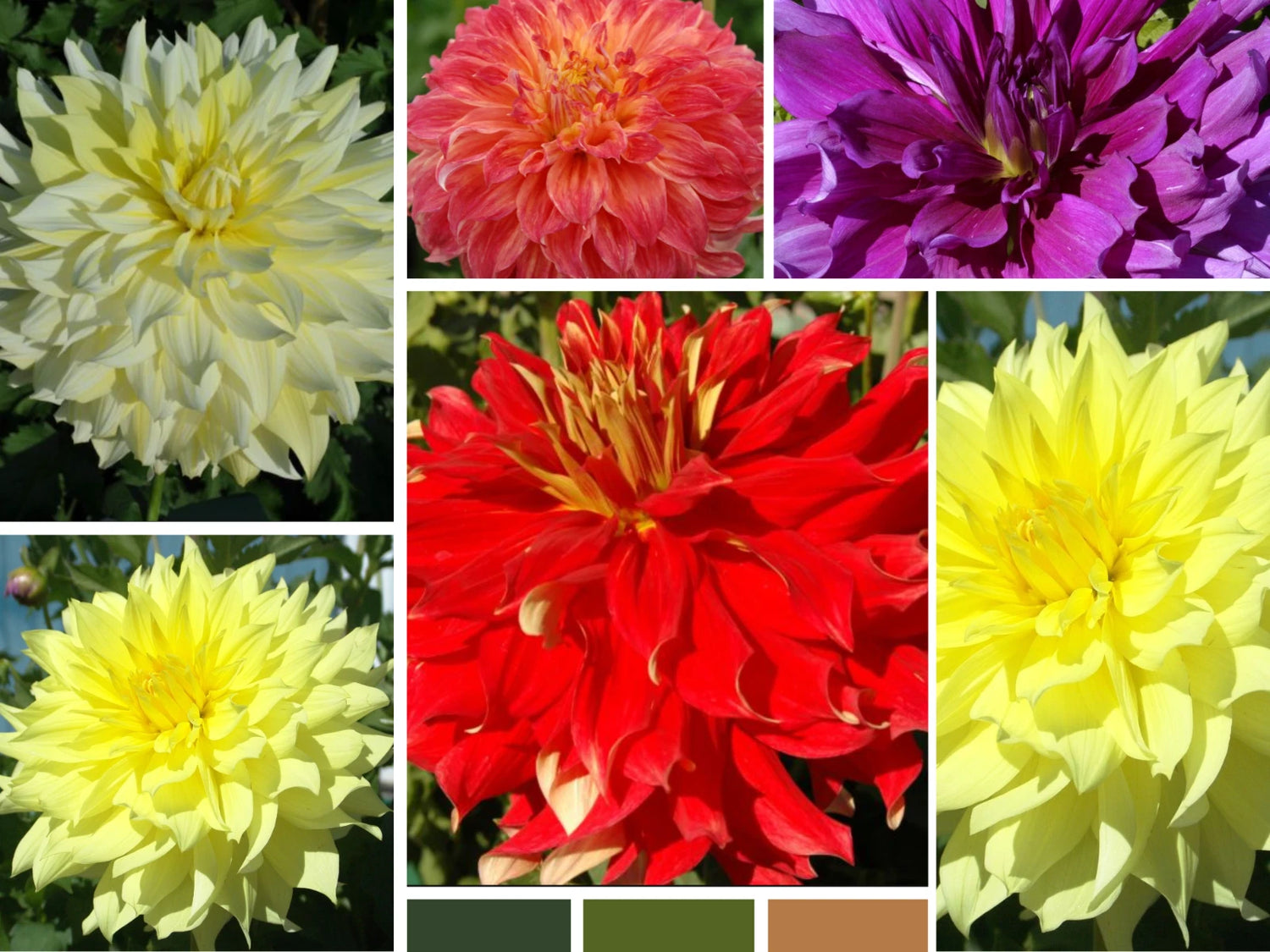 Big Blooms Collection Perennial Dahlia Seeds D018 – Heirloom, Non-GMO, High Germination Organic Garden Seeds