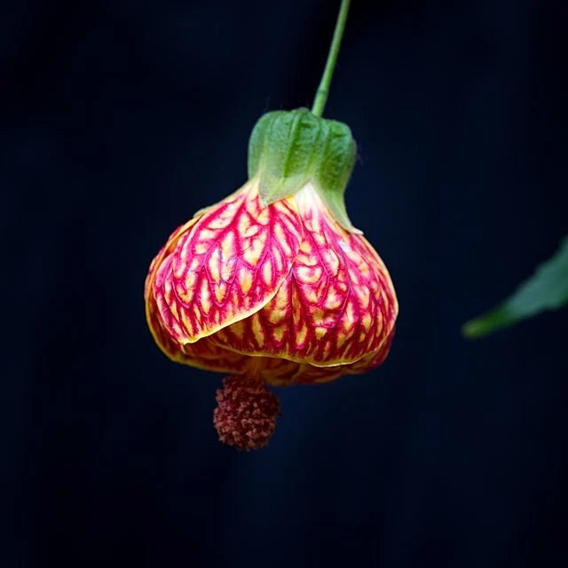 CHINESE LANTERN Seeds Shipping Abutilon x hybridum Shrub Tree Seeds heirloom non-gmo seeds