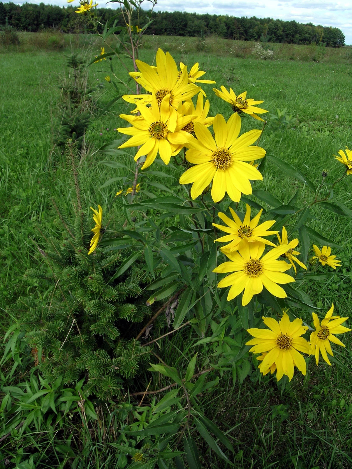 Giant Tall Sunflower Seeds Helianthus giganteus NON GMO Hardy- Garden Plant – Heirloom, Non-GMO, High Germination Organic Garden Seeds