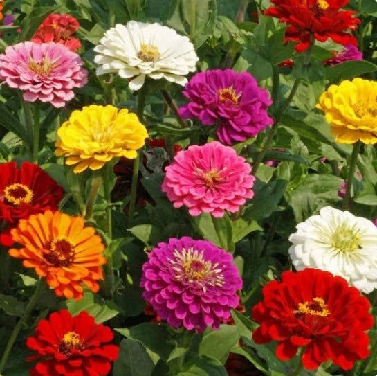 California Giant Zinnia Seeds King Flowers Multi Color Zinnia elegans heirloom non-gmo seeds