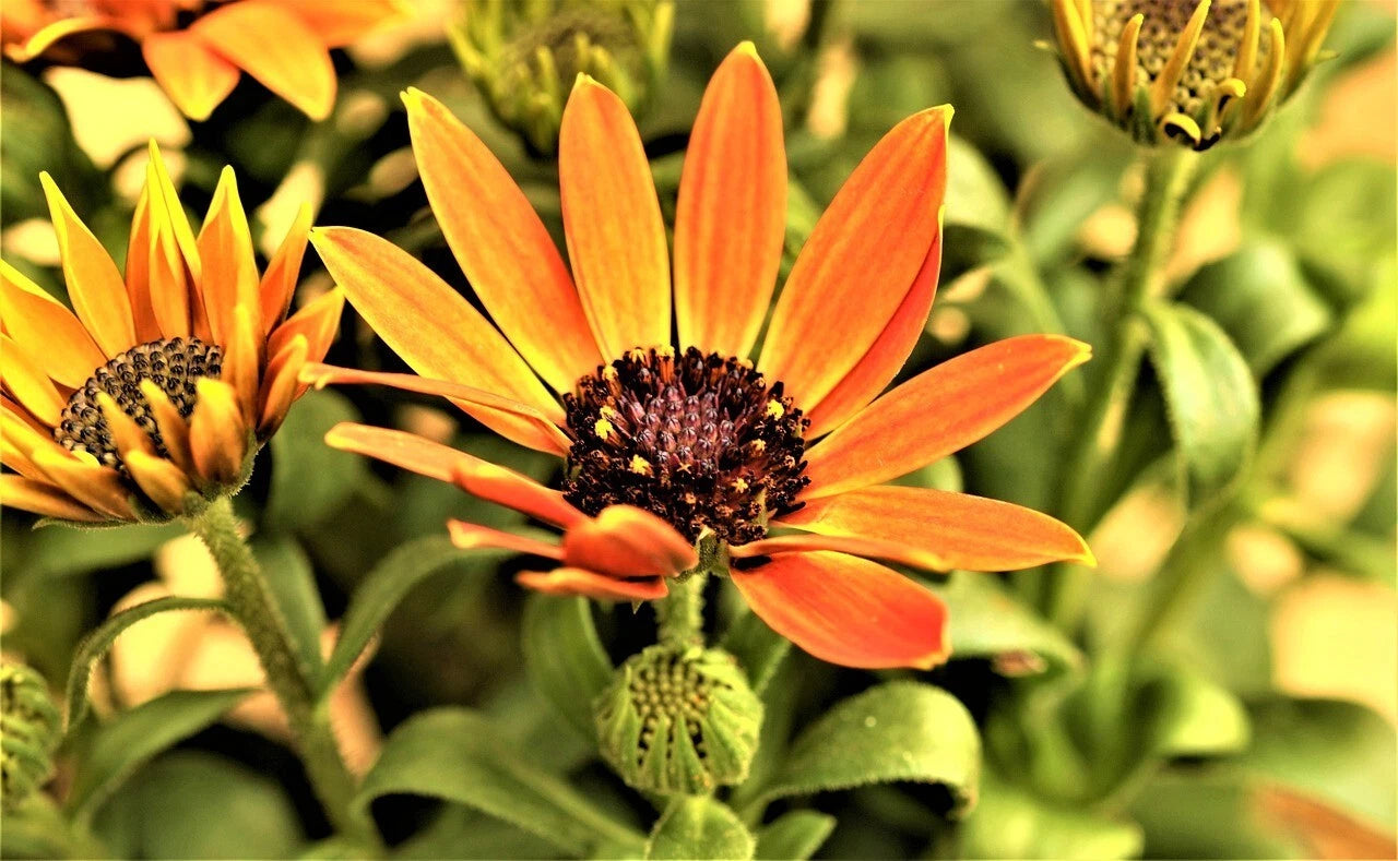 African Daisy Seeds - - Flower Seeds - Shipping – Heirloom, Non-GMO, High Germination Organic Garden Seeds