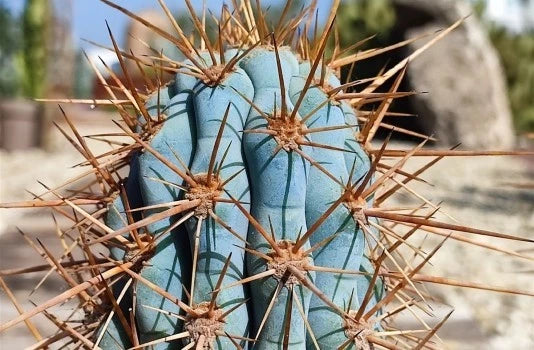 BLUE CEREUS CACTUS SEEDS Browningia hertlingiana RARE Tree Like Cacti – Heirloom, Non-GMO, High Germination Organic Garden Seeds