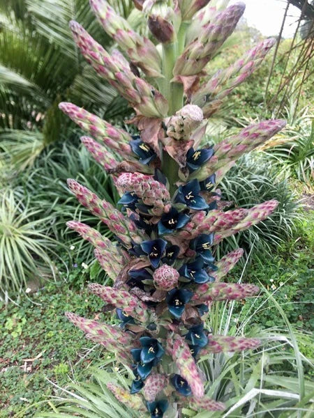 Puya alpestris Sapphire Tower Bromeliad Seeds – Heirloom, Non-GMO, High Germination Organic Garden Seeds