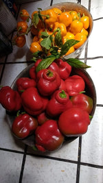 Orange and red Manzano Pepper Seeds Mixed seeds per SHIPPING heirloom non-gmo seeds