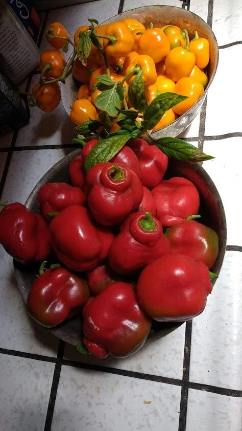 Orange and red Manzano Pepper Seeds Mixed seeds per SHIPPING heirloom non-gmo seeds
