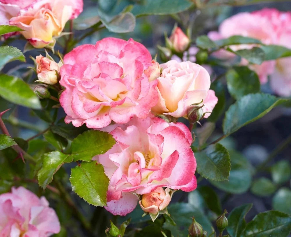 Peach Drift Rose Seeds - Seeds - Rose Flower Gardening heirloom non-GMO seeds