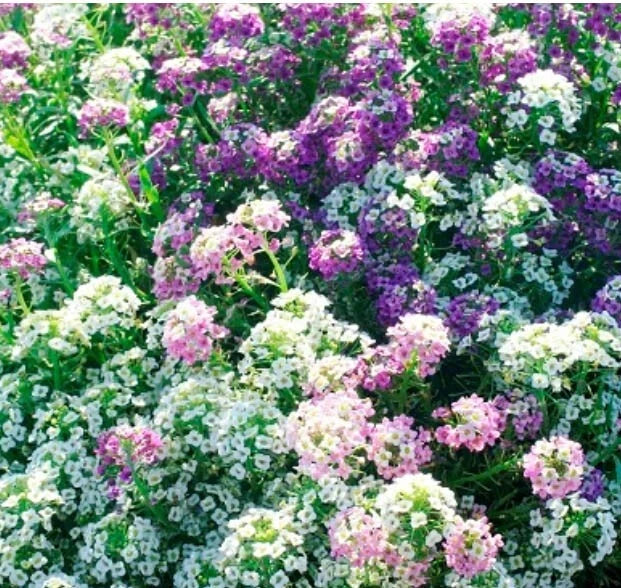 Alyssum MAGIC CIRCLE MIX Trailing Groundcover Pink Purple Seeds heirloom non-GMO seeds