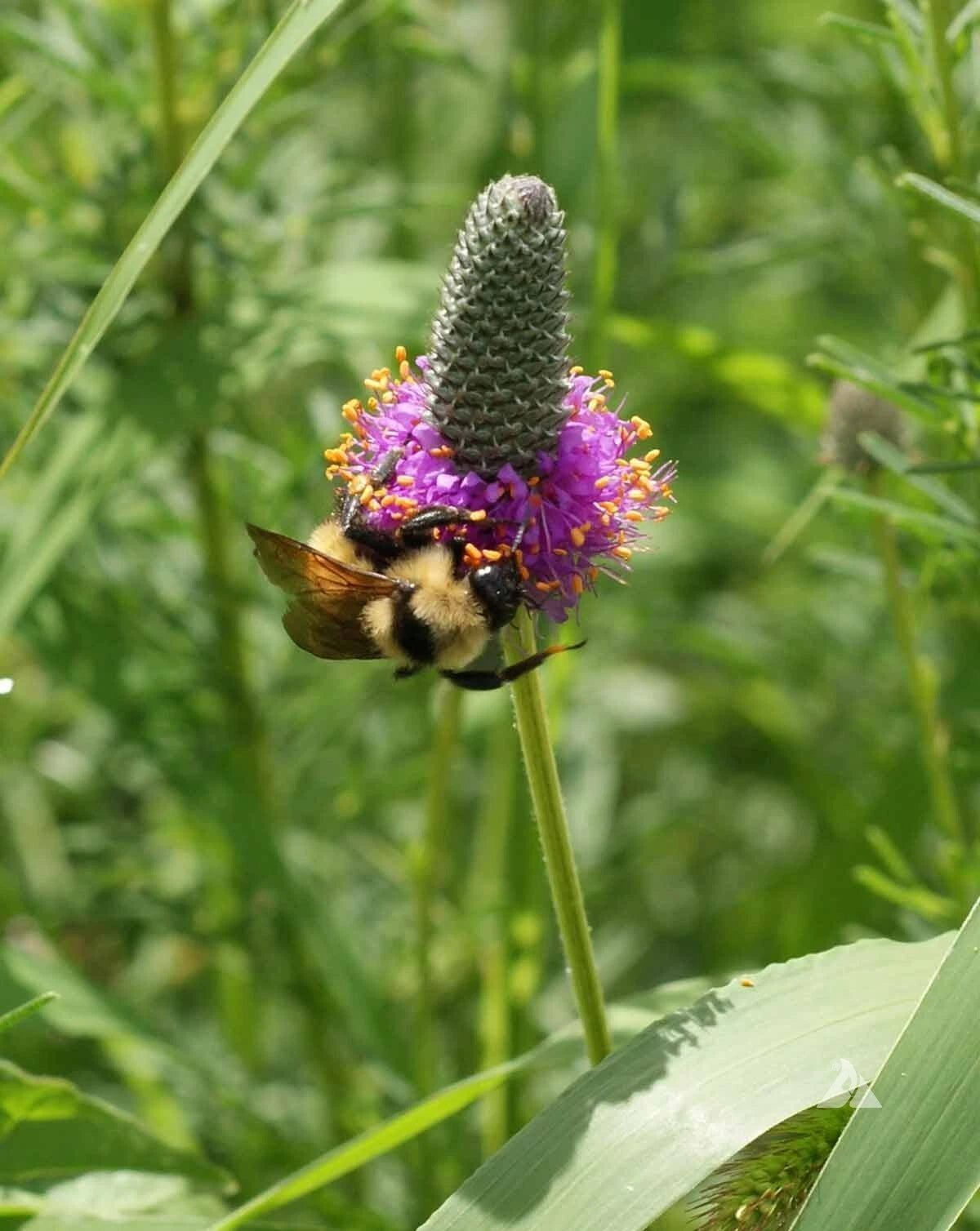 Clover PURPLE PRAIRIE Legume Honey Bees Pollinators PERENNIAL Seeds – Heirloom, Non-GMO, High Germination Organic Garden Seeds