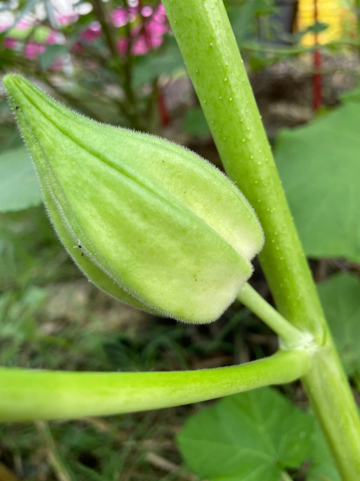 Motherland Okra Seeds Open Pollinated Early and Prolific heirloom non-gmo seeds