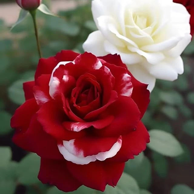 DouxiE Rare Twin Red White Rose Flower Seeds for Planting – Heirloom, Non-GMO, High Germination Organic Garden Seeds