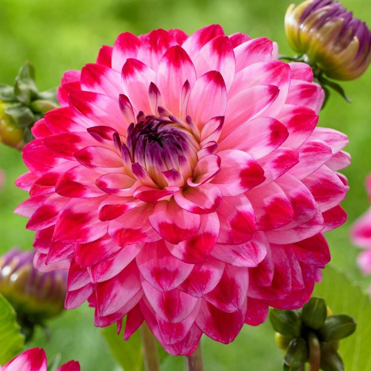 Seniors Dream Dahlia Perennial Flowers Seeds Flowering Bloom US SELL – Heirloom, Non-GMO, High Germination Organic Garden Seeds