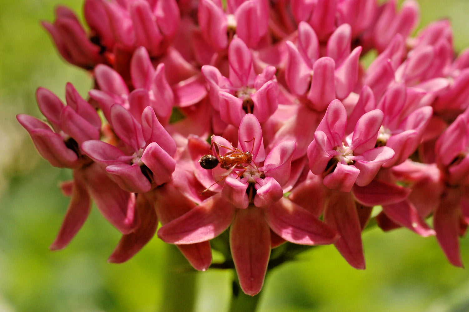 ASCLEPIAS PURPURASCENS Seeds Purple Milkweed RARE Bulk Butterfly Flowers – Heirloom, Non-GMO, High Germination Organic Garden Seeds