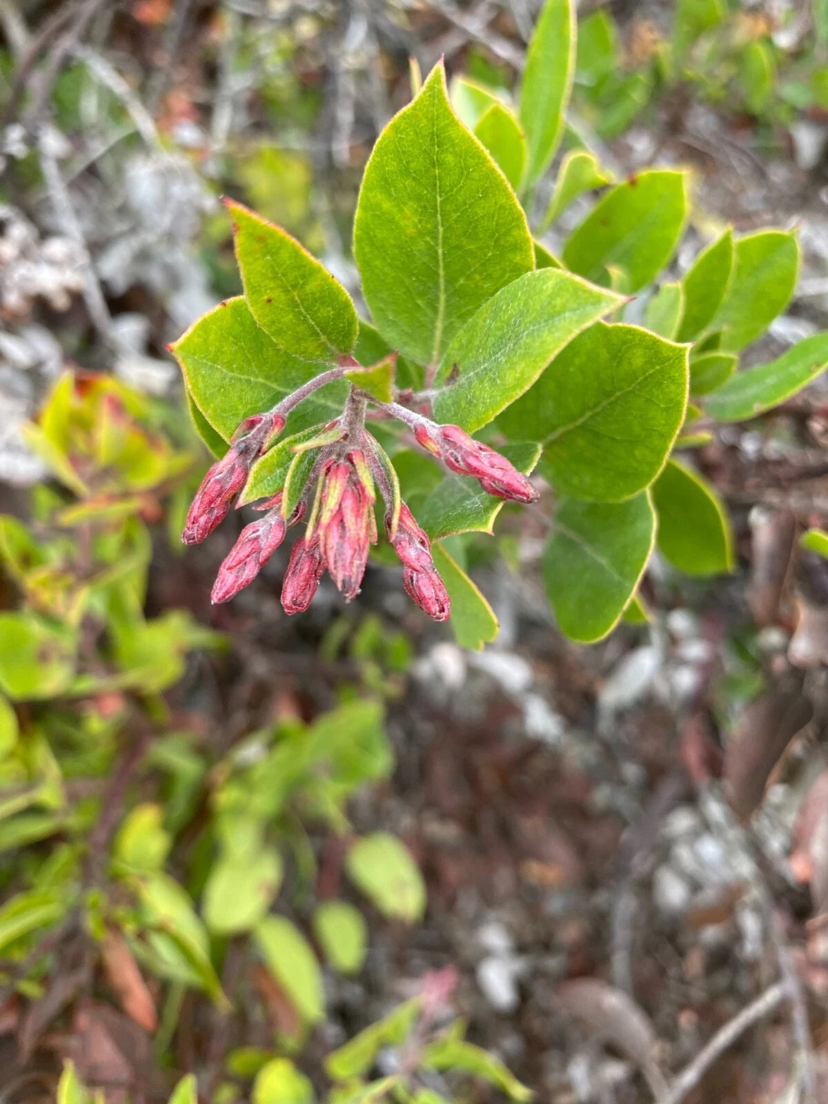 Arctostaphylos crustacea subs rosei Rose s Manzanita Seeds heirloom non-gmo seeds