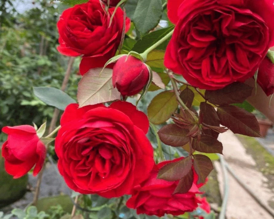 Red Apple Rose Seeds - Seeds - Rose Flower Gardening – Heirloom, Non-GMO, High Germination Organic Garden Seeds