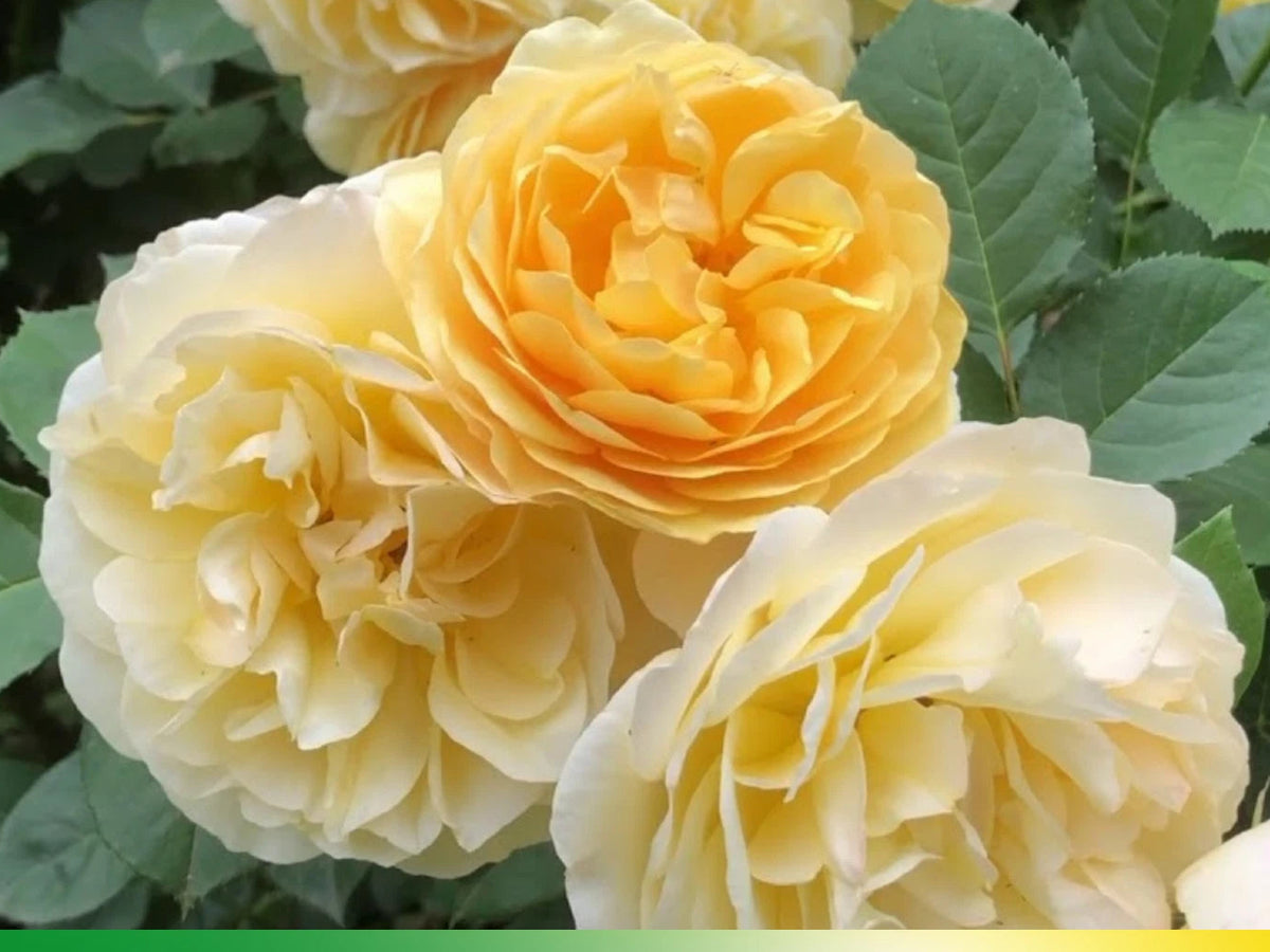 Yellow English Climbing Perennial Flower Rose Seeds – Heirloom, Non-GMO, High Germination Organic Garden Seeds